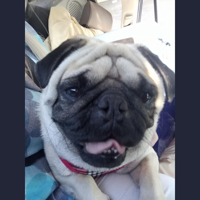 Photo of Romeo