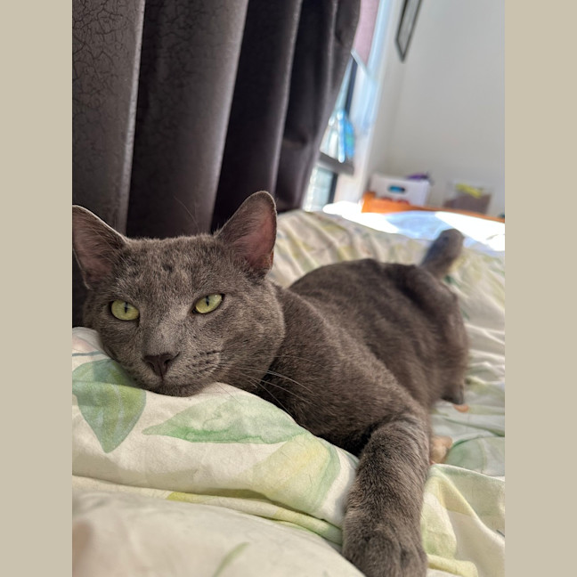 Photo of Sirius