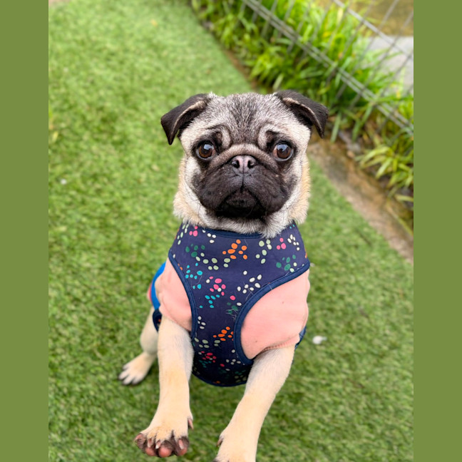 Photo of Gertie