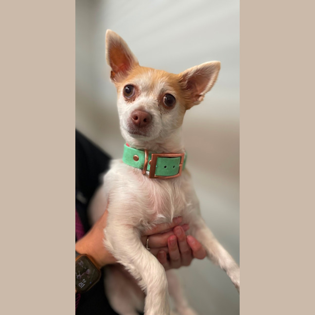 Photo of Maggie
