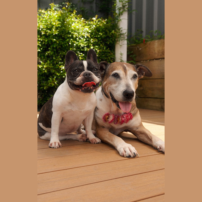 Photo of Missy   6 Year Old Staffy X