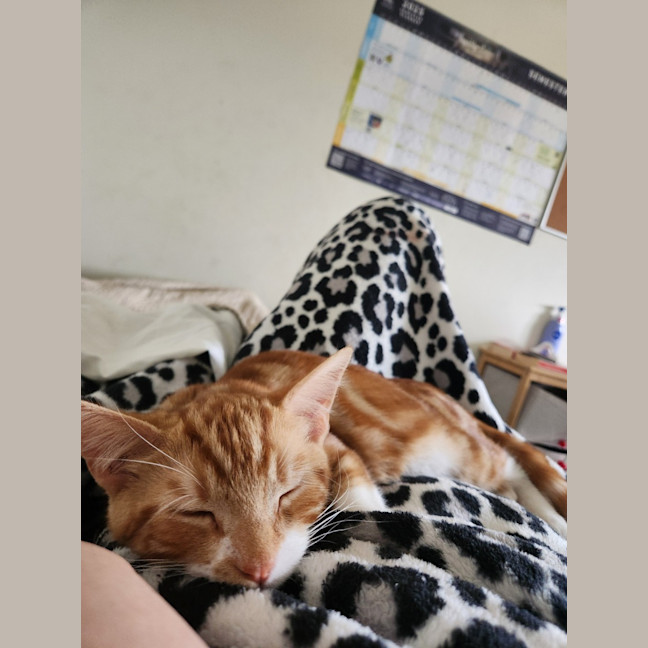 Photo of Baron Marmalade