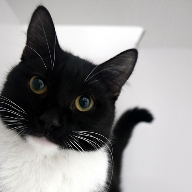 Photo of Star Stk014181