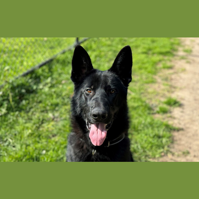 Photo of Odin