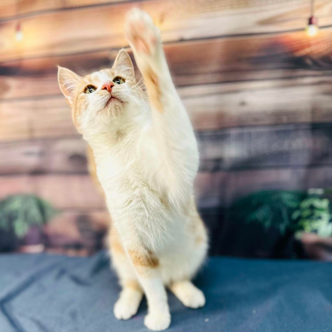 Photo of Jabba (Located In Coburg)