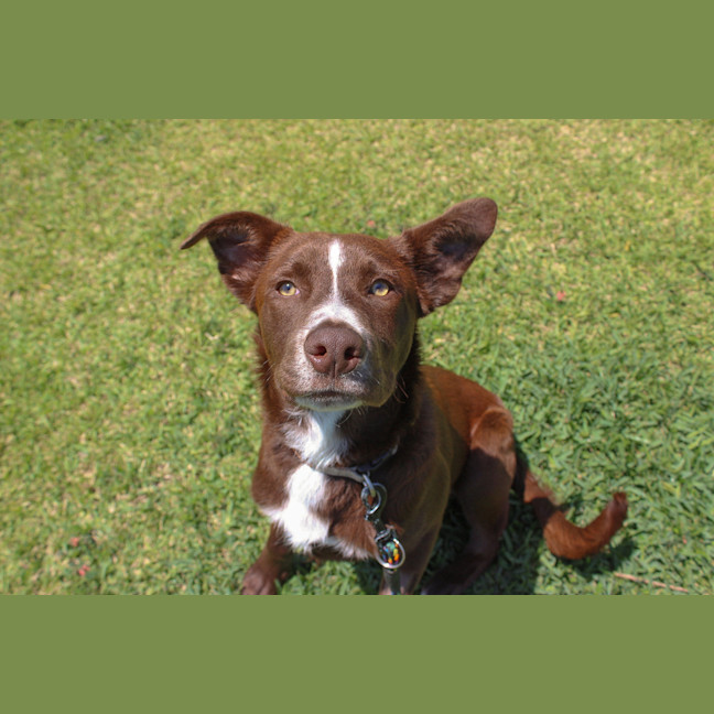 Photo of Banjo