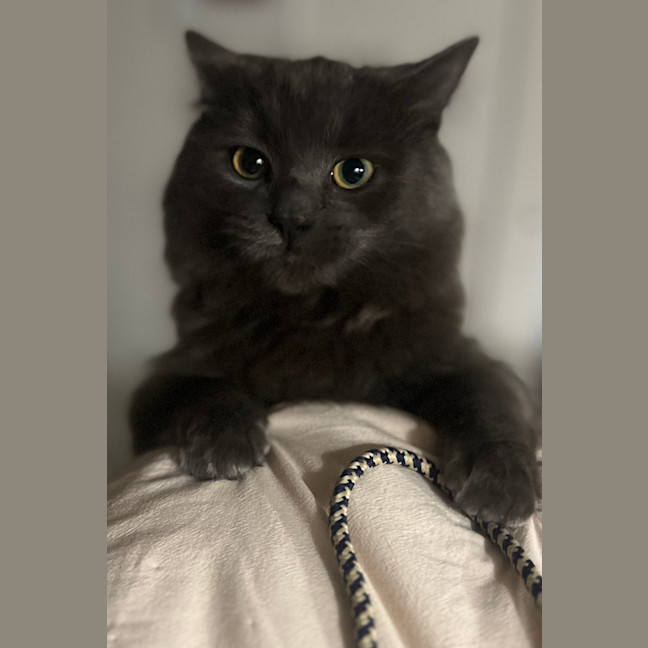 Photo of Sage