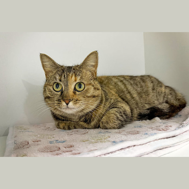 Photo of Poppie