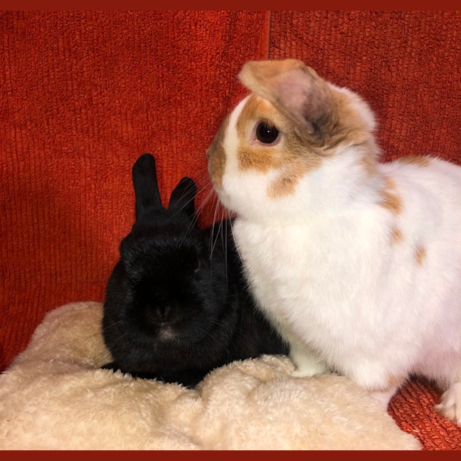 Photo of Alfie & Honey