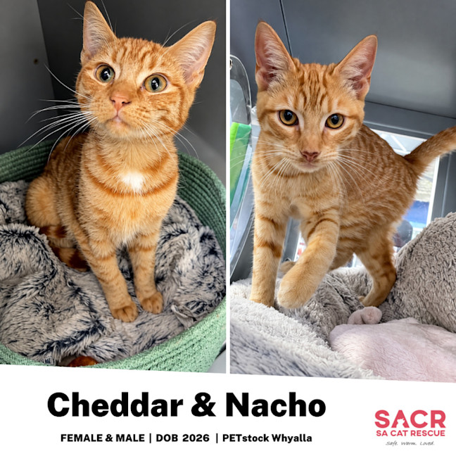 Photo of Cheddar & Nacho