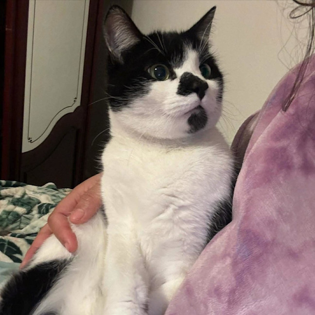 Photo of Apollo