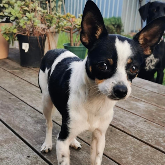 Photo of Oreo 🎾
