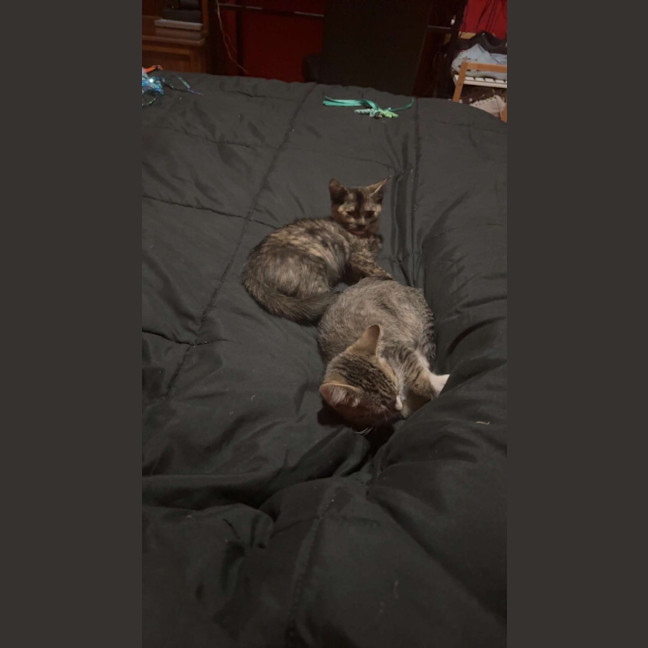 Photo of Hunter 