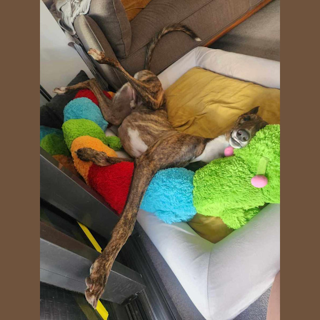 Photo of Tiger, The Adorable Greyhound