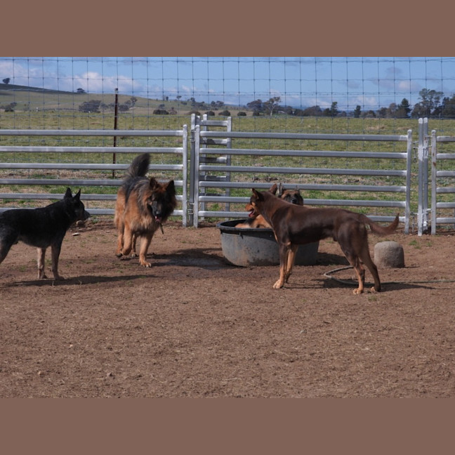 Photo of Koda