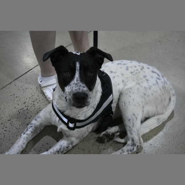 Photo of Frankie