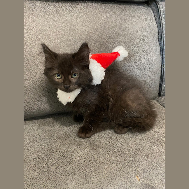 Photo of Sultana Bran