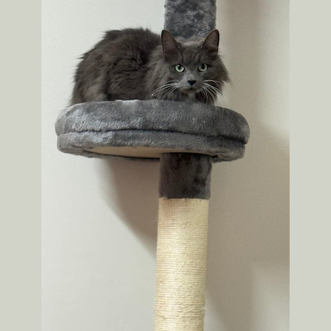 Photo of Puss In Boots