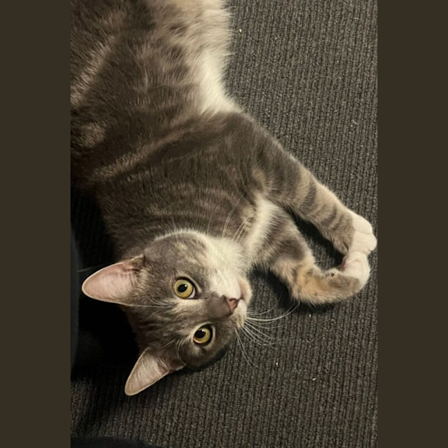 Photo of Dash