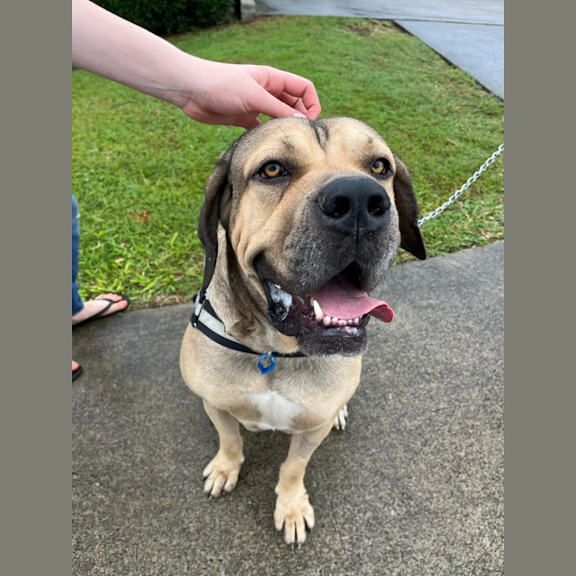 Photo of Marmalade *$350 Adoption Fee*