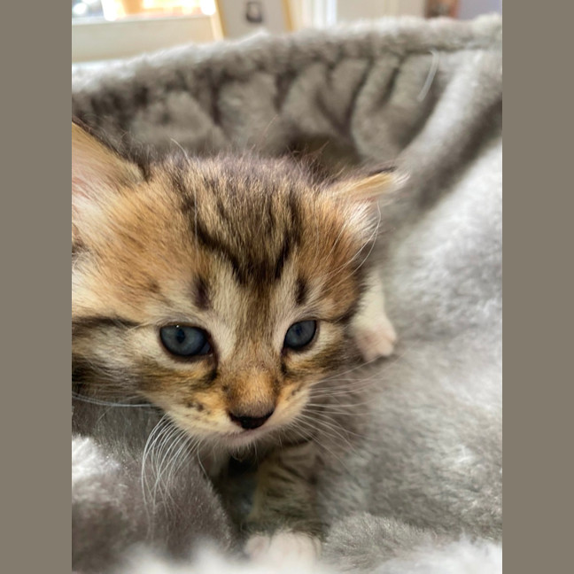 Photo of Root Beer Float