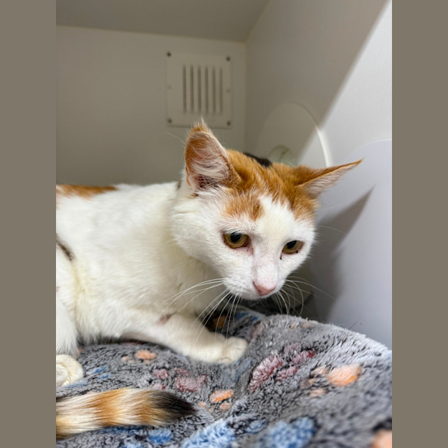 Photo of 🎪 Talulah 6700 🎪