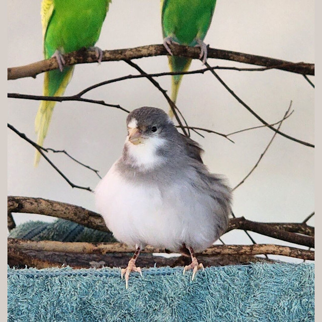 Photo of Chi