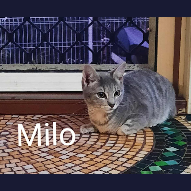 Photo of Milo (K47)