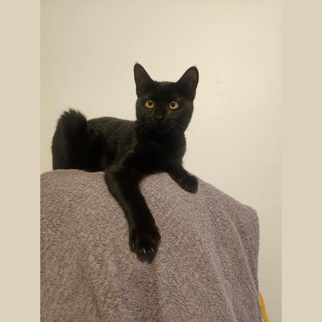Photo of Misty