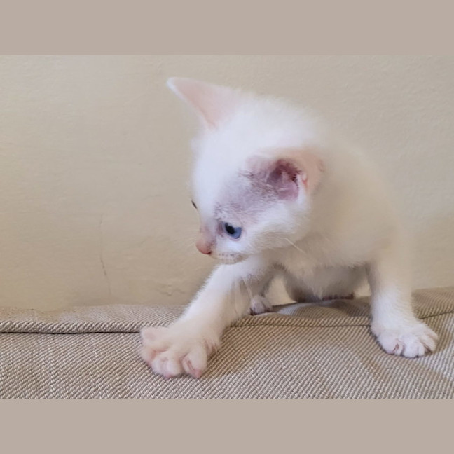 Photo of Snowy