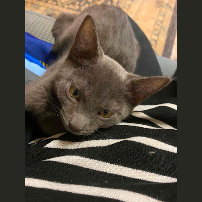 Photo of Smokey 