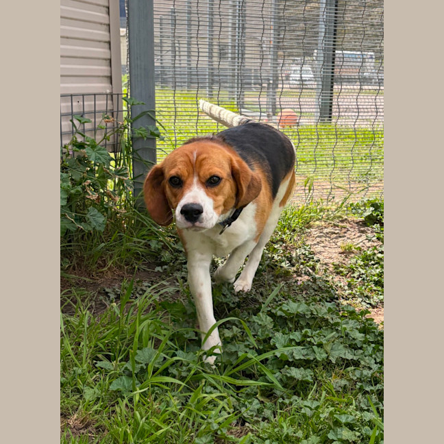 Photo of Buster