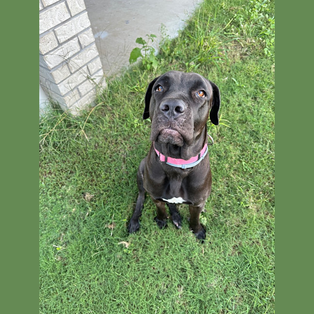Photo of Bindi