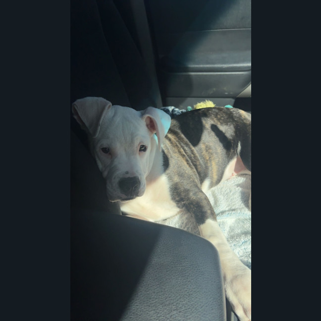 Photo of Romeo
