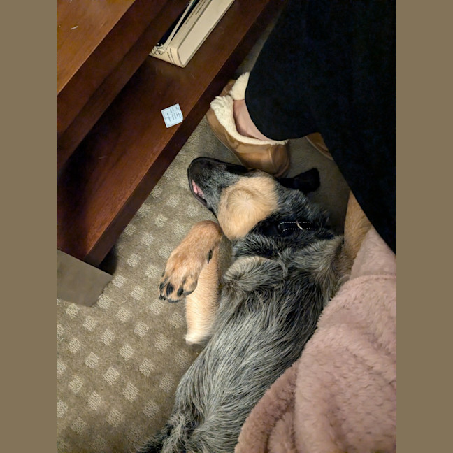 Photo of Snowy