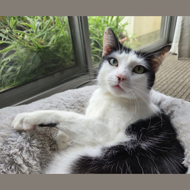 Photo of K   6 Year Old Domestic Short Hair