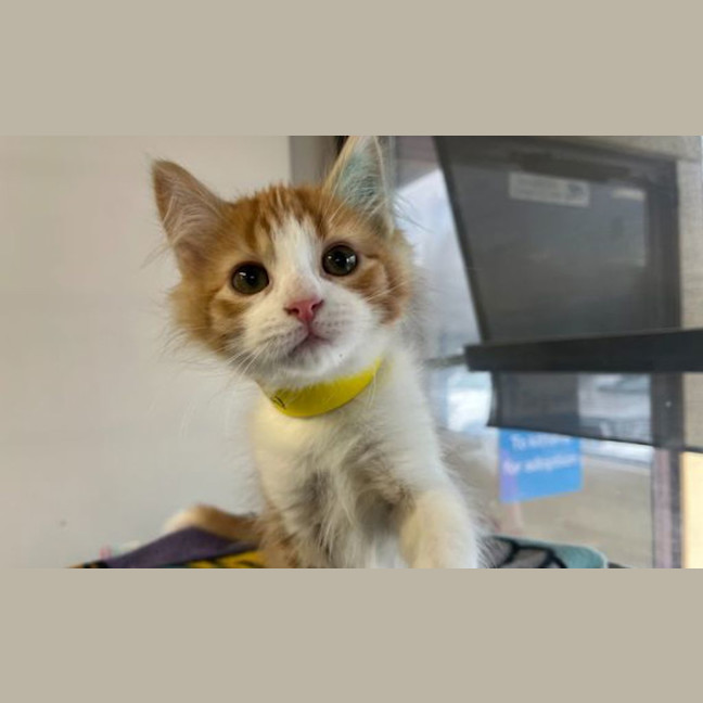 Photo of Marmalade