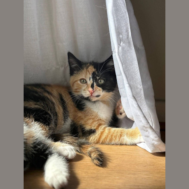 Photo of Miss Maples