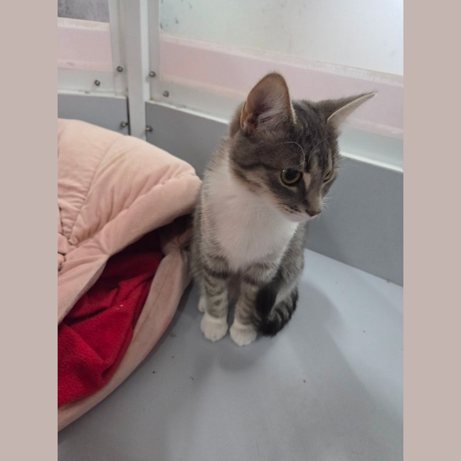 Photo of Diana   Loves Affection