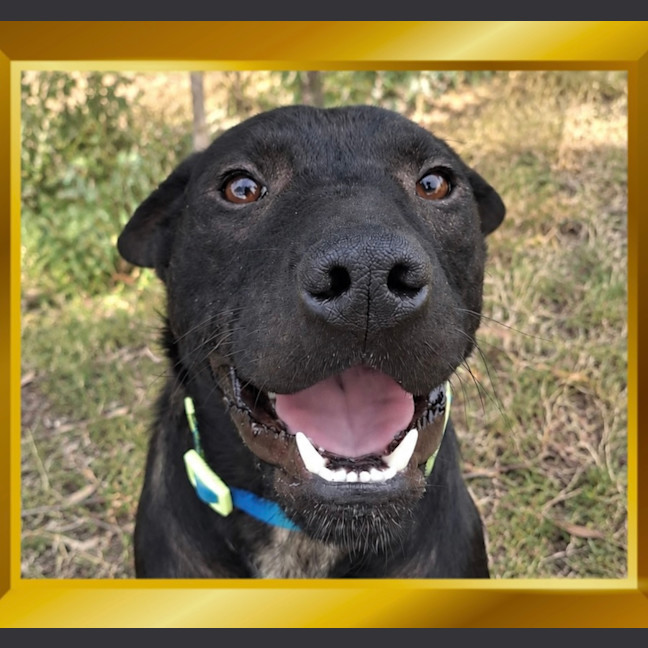 Photo of Onyx 