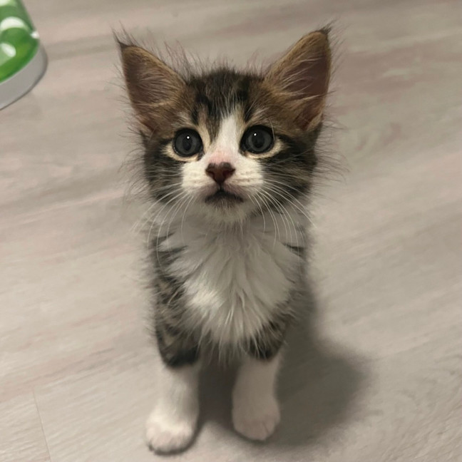 Photo of Tommy 🧸