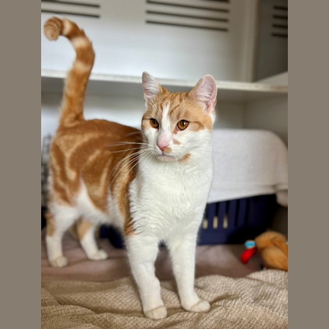 Photo of Weasly  Meet Me At Petstock Kingsford!