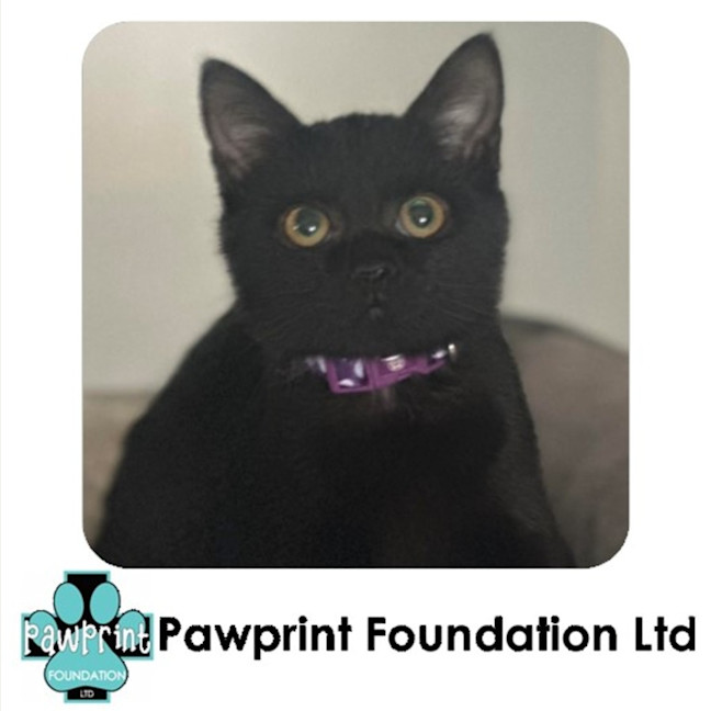 Photo of Freya