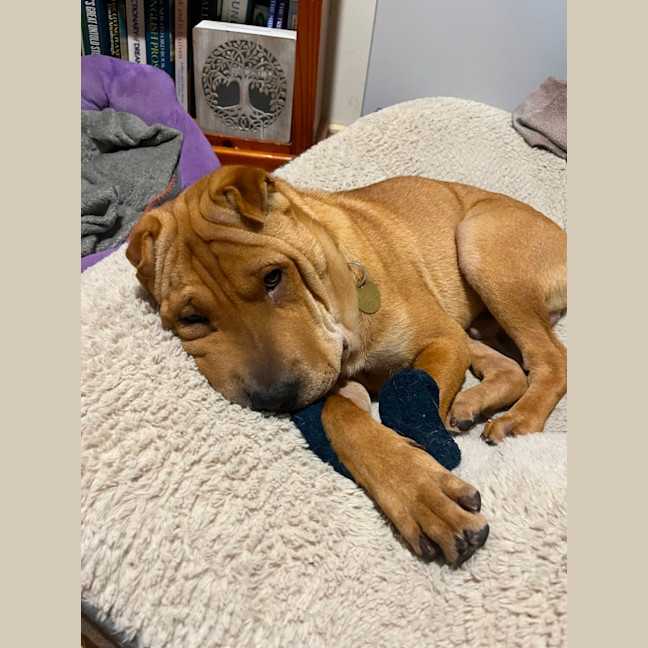 Photo of Sticky Date