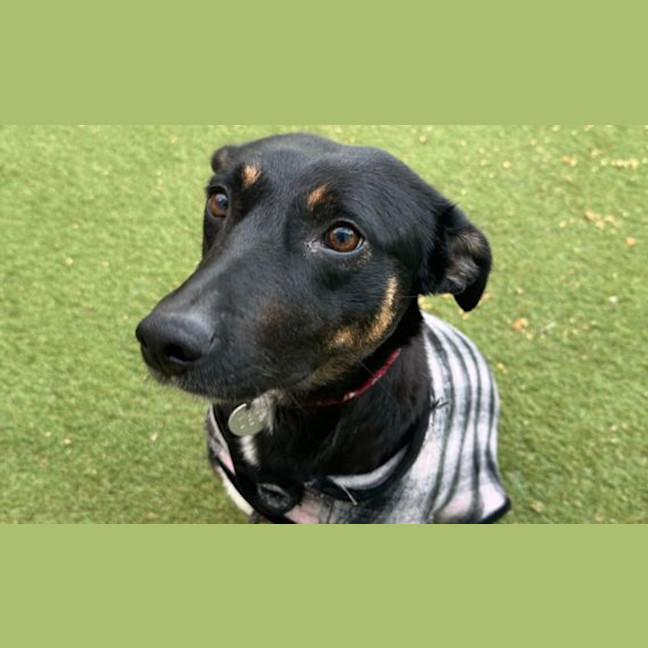 Photo of Coco