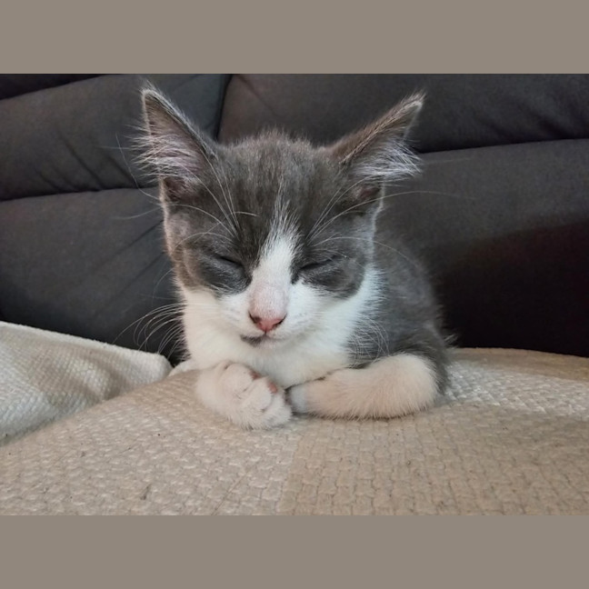 Photo of Penny Meet Me@Petstock Hastings Store