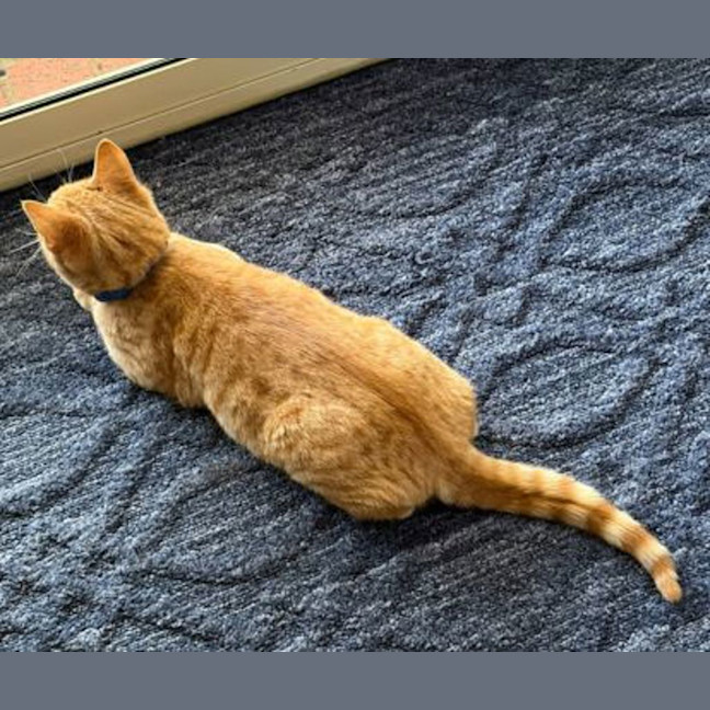 Photo of Cheddar Cheese