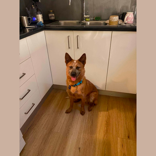 Photo of Bandit   10 Month Old Cattle Dog