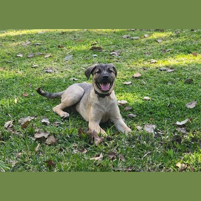 Photo of Bandit