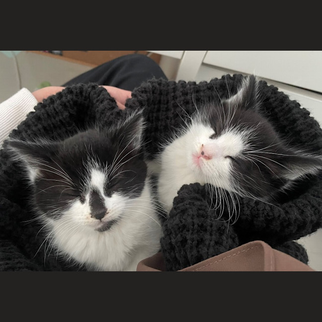 Photo of Mickey And Minnie